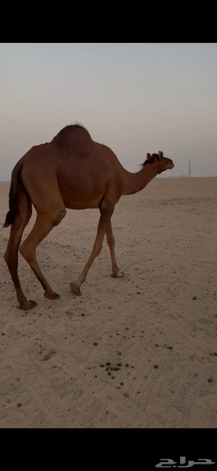 بكره حمرا دهما ساحليه لقحه مزيونه 6