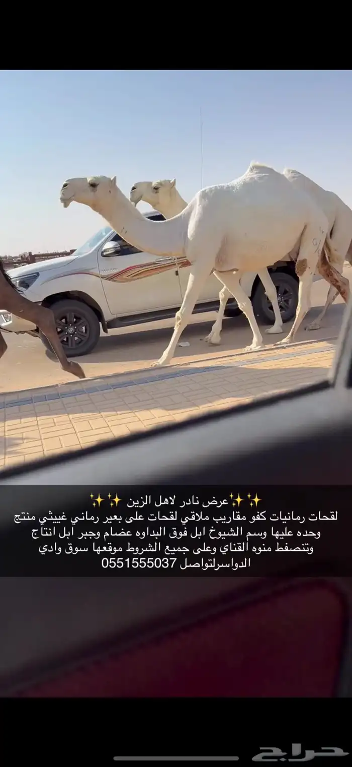 لقحات وضح كفو 7