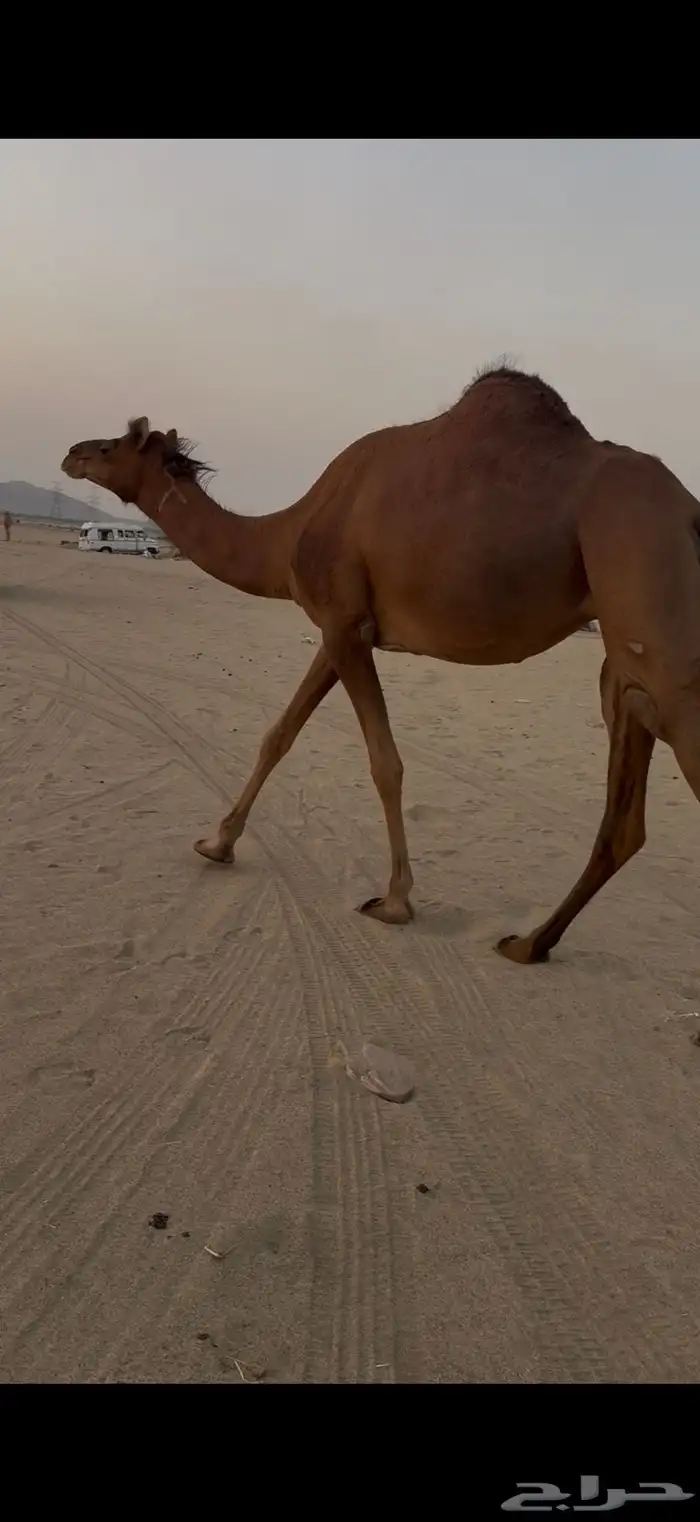 بكره حمرا دهما ساحليه لقحه مزيونه 0