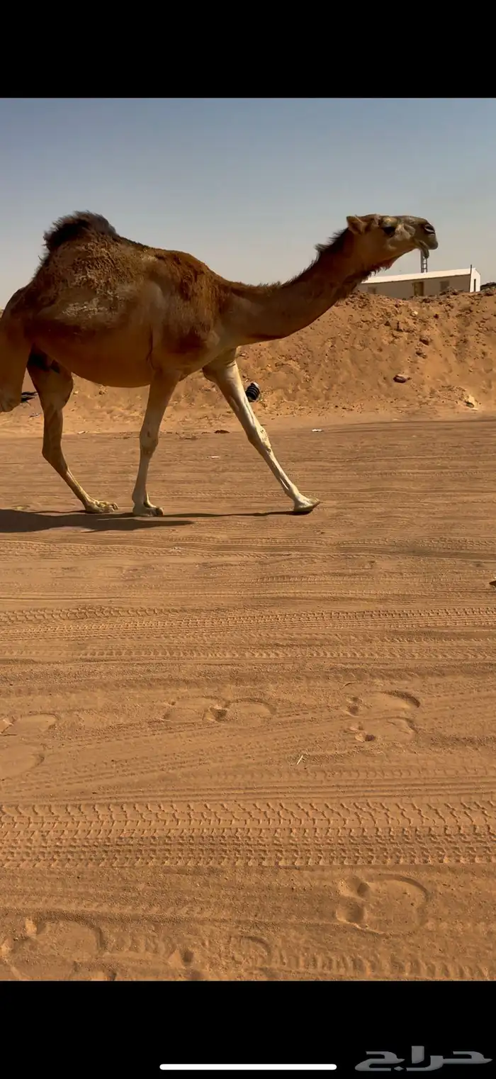 لقحه حمرا كفو 0