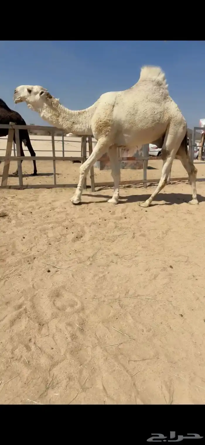 للبيع بعير أوضح 3