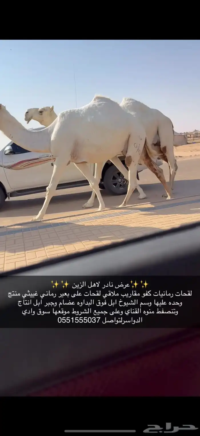 لقحات وضح كفو 4
