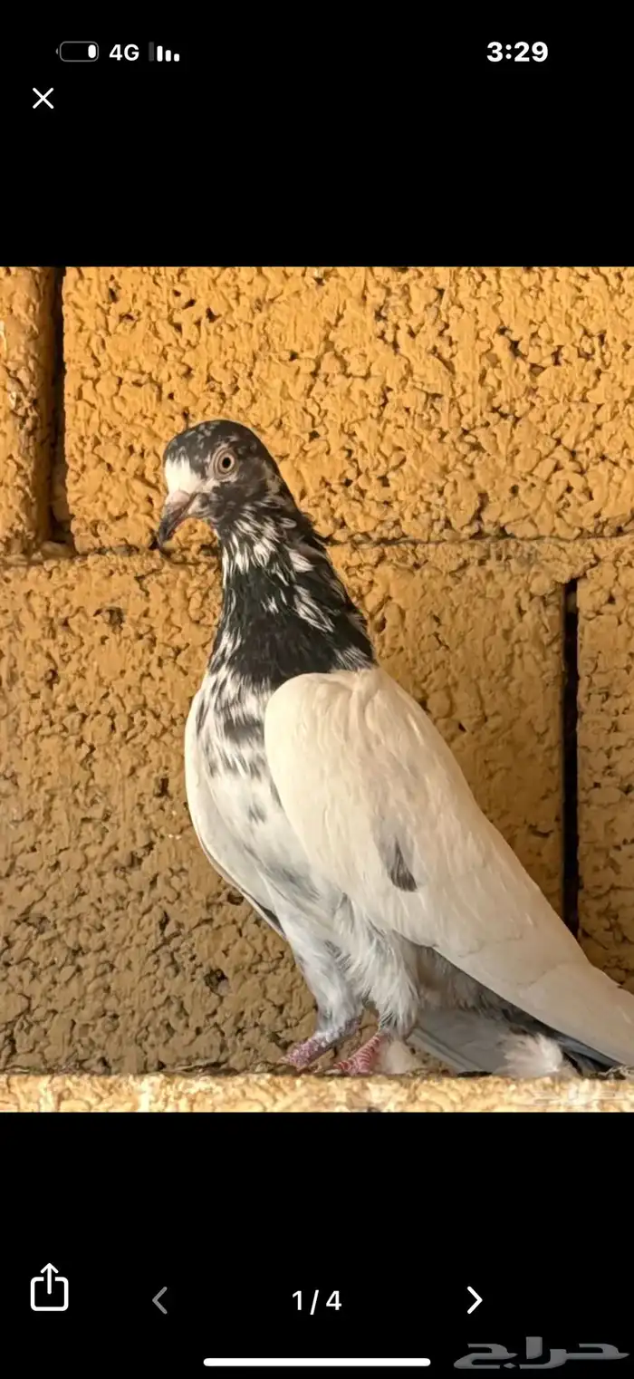 حمام هندي تيدي 5