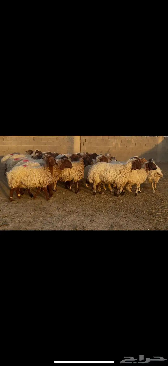 غنم نعيم دفيع 4