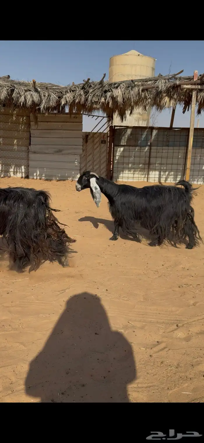 عوارض صنف على السونار 5