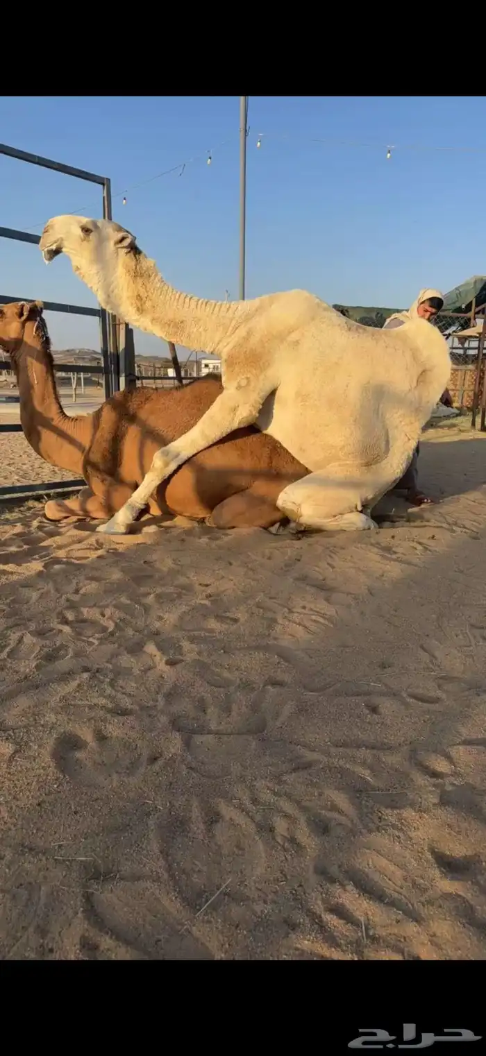للبيع ضروبه حمراء 4