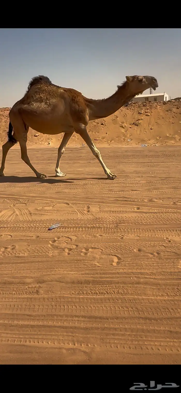 لقحه حمرا كفو 1