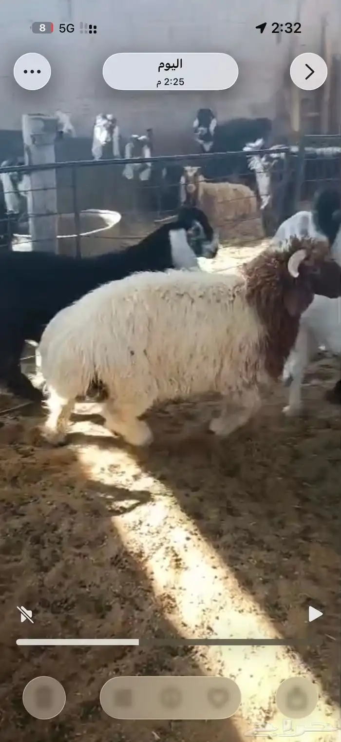 خروف نعيمي 0