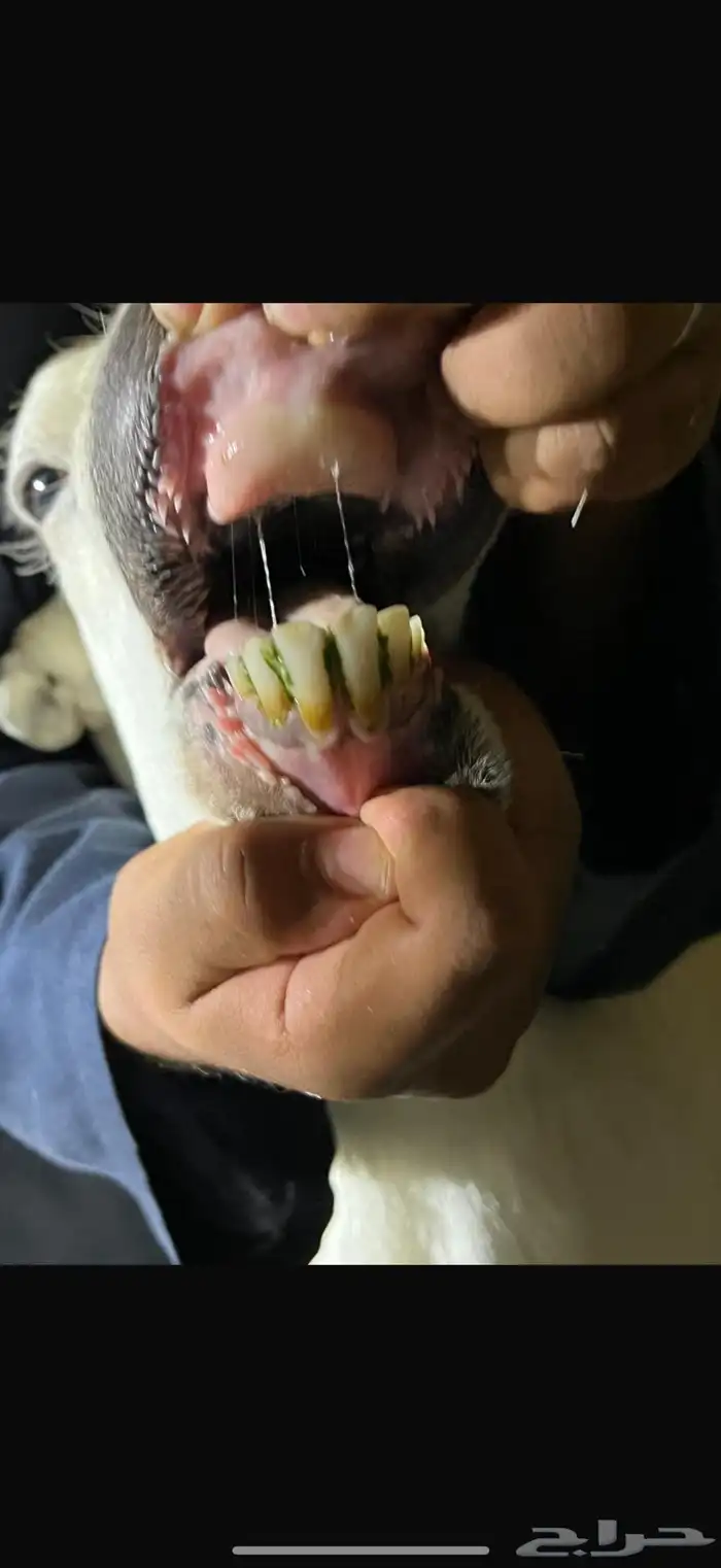للبيع خروف رفيدي شرط فحل ويقشع وحرك 1