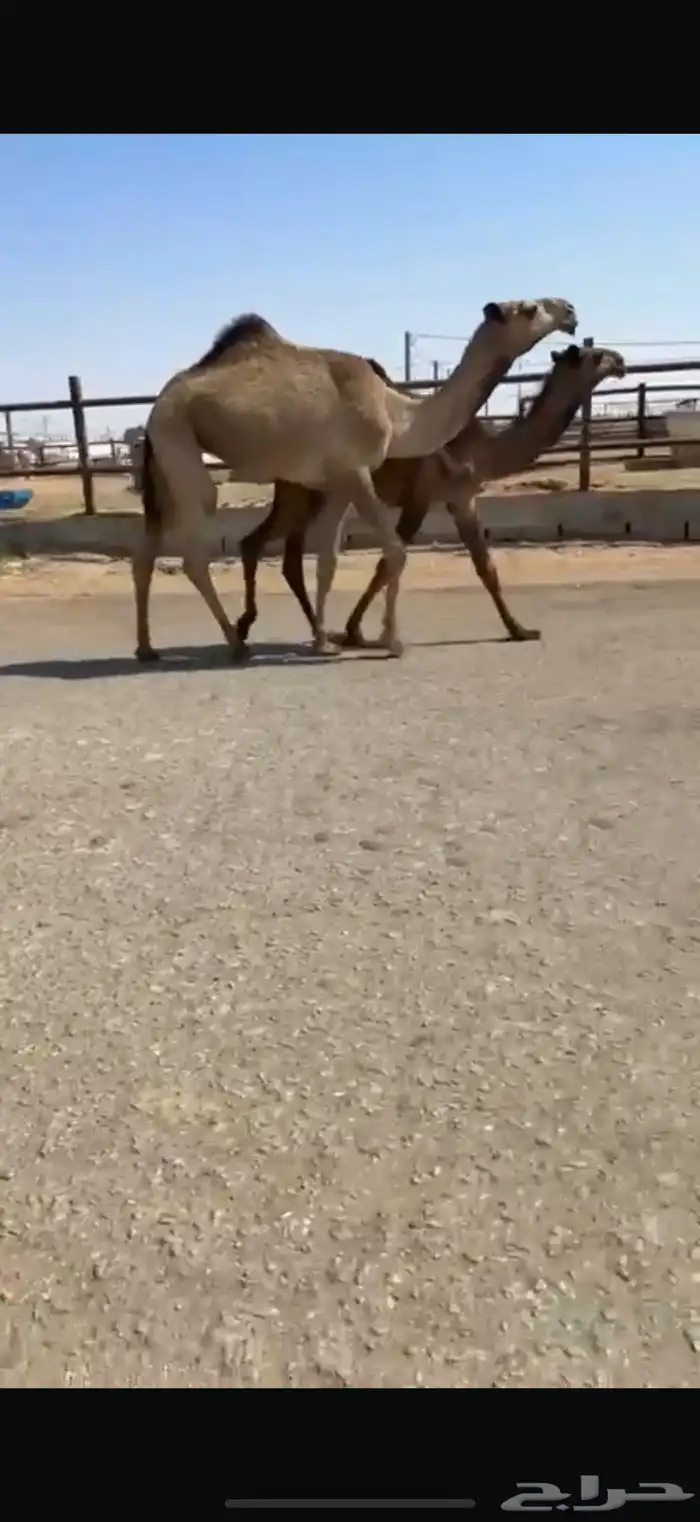 للبيع بكار شعلا وصفرا 1