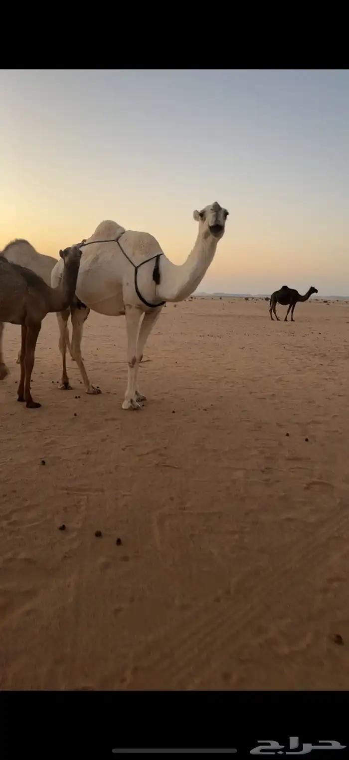 عشرا وضحا تحتها قعود 2