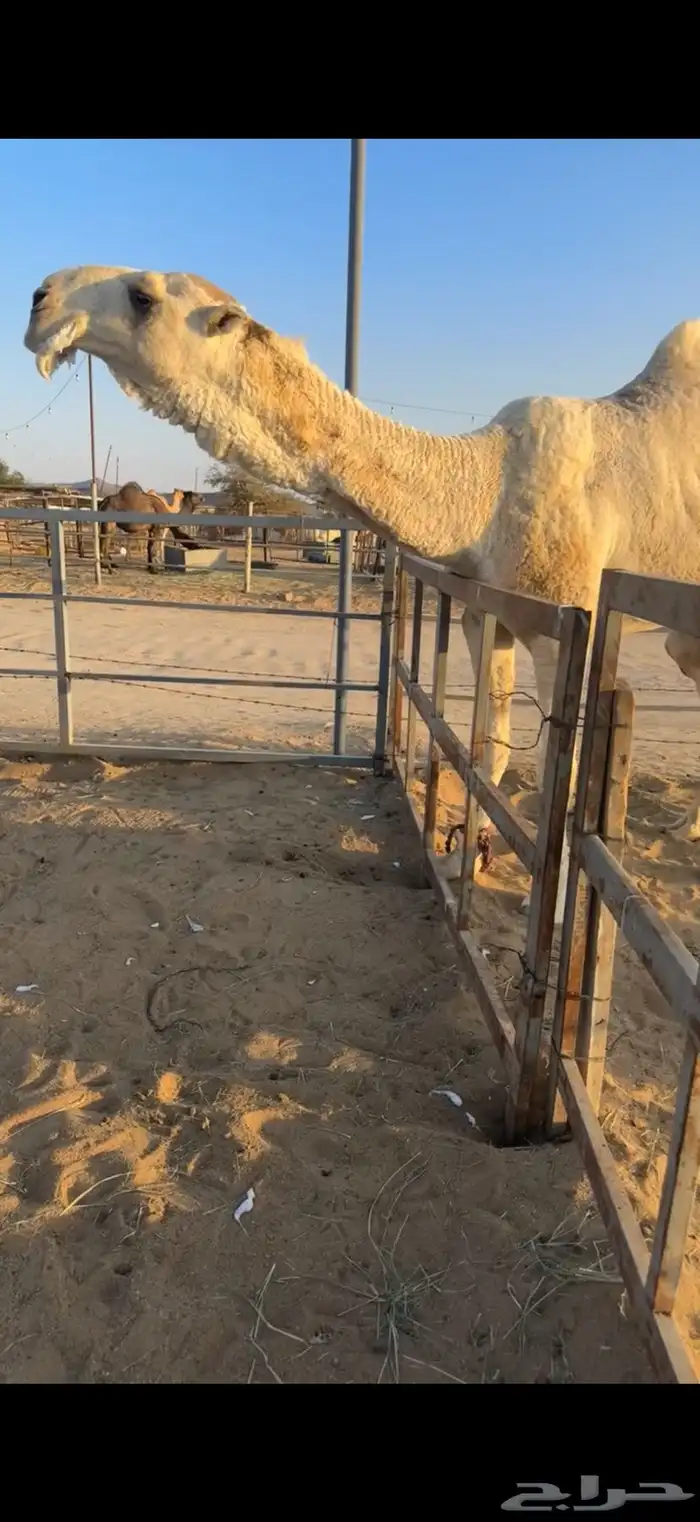 للبيع بعير أوضح 0