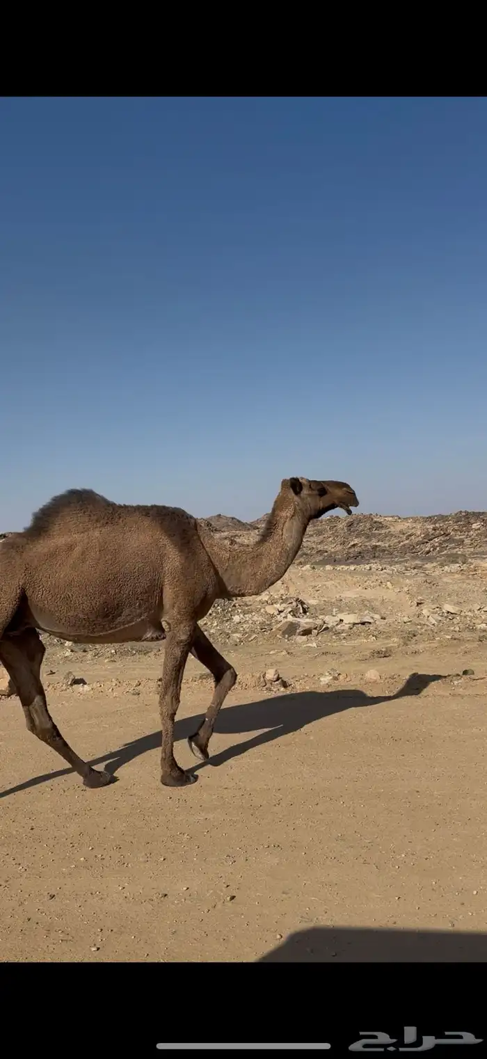 ضروبه صفرا طيبه 2