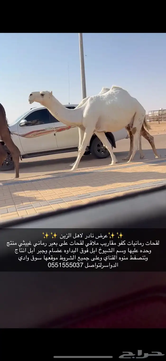 لقحات وضح كفو 2
