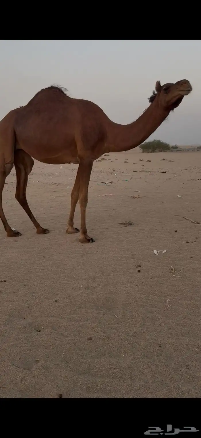 بكره حمرا دهما ساحليه لقحه مزيونه 4