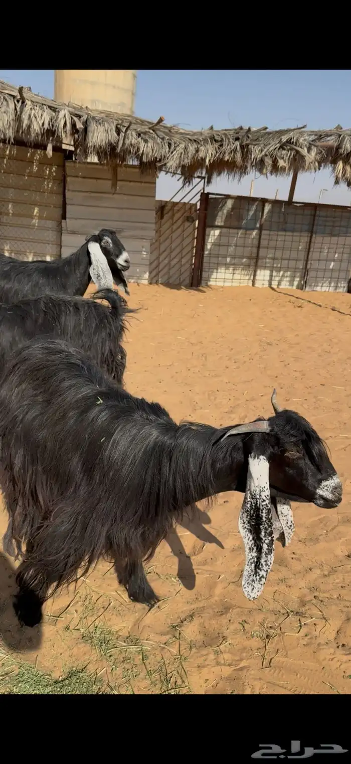 عوارض صنف على السونار 4