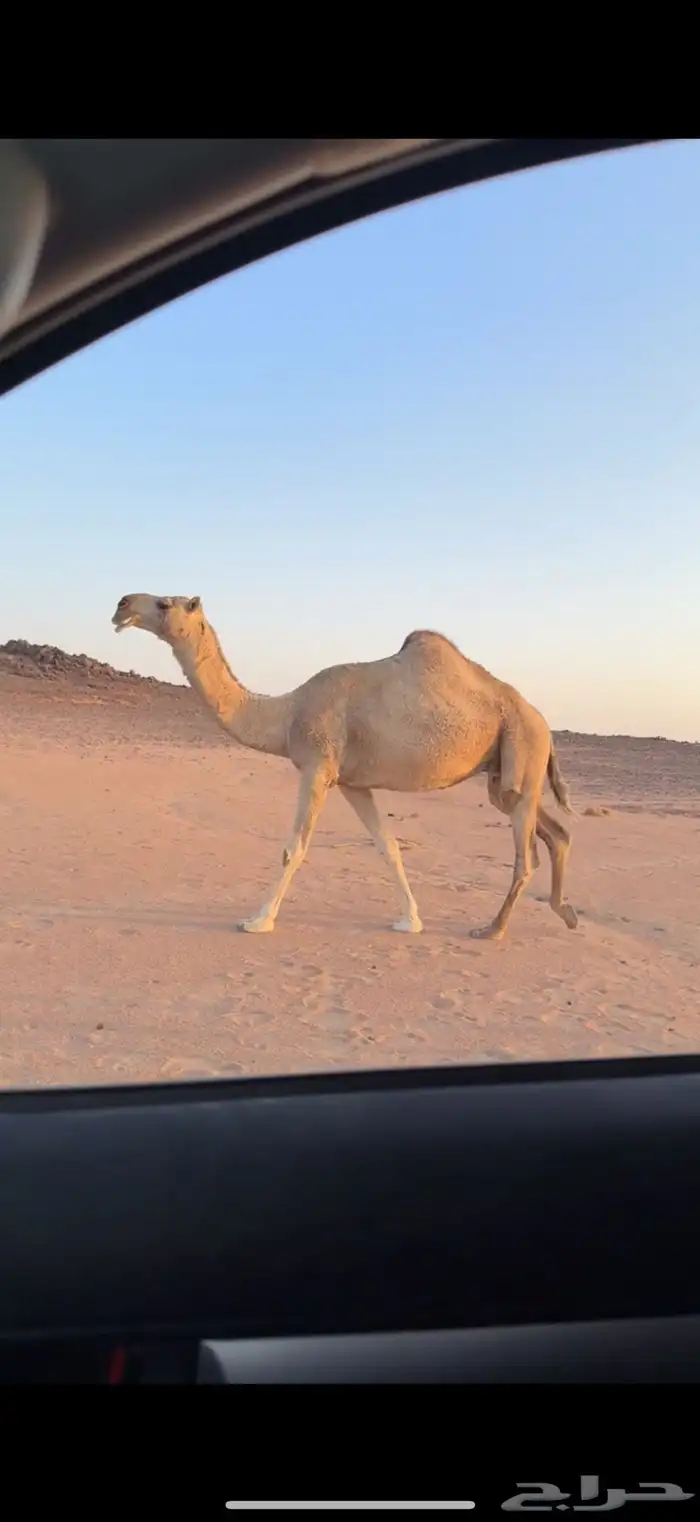 لقحه شقحاء طيبه 0
