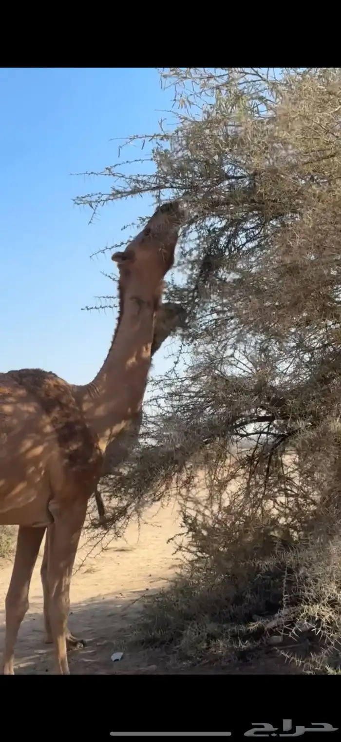 للبيع ضروبه حمراء 2
