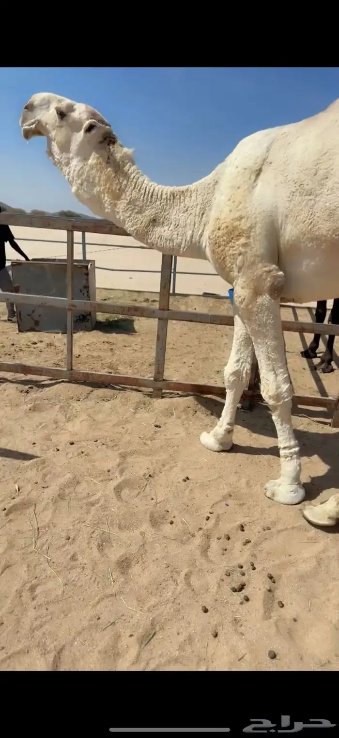للبيع بعير أوضح 2