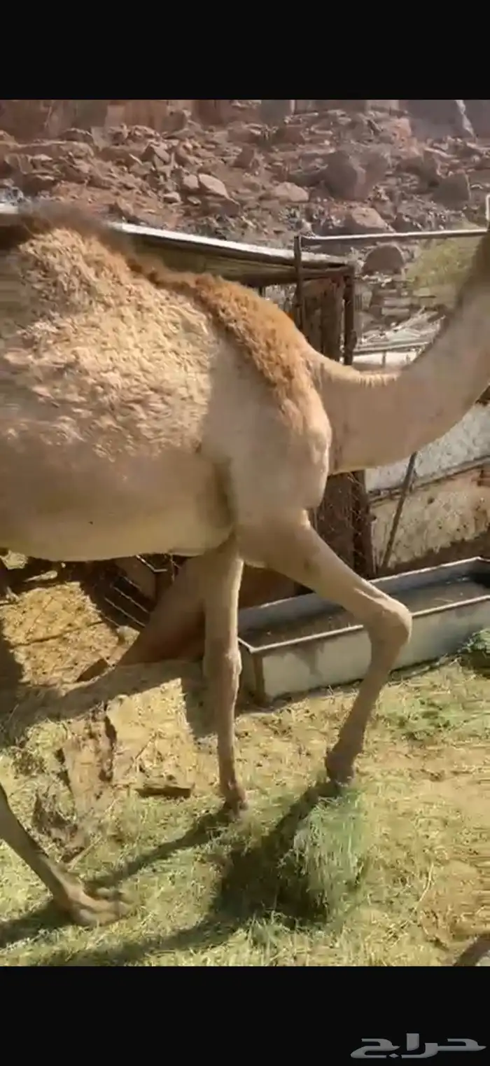 بكره فل شحم 1