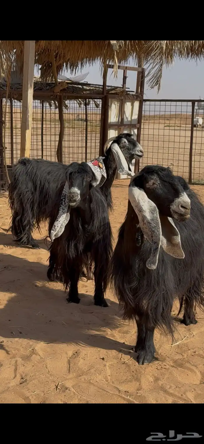 عوارض صنف على السونار 0