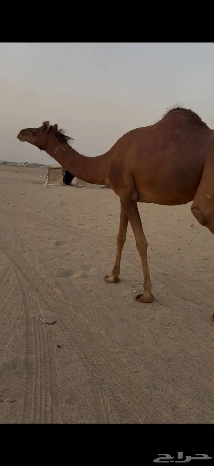 بكره حمرا دهما ساحليه لقحه مزيونه 2
