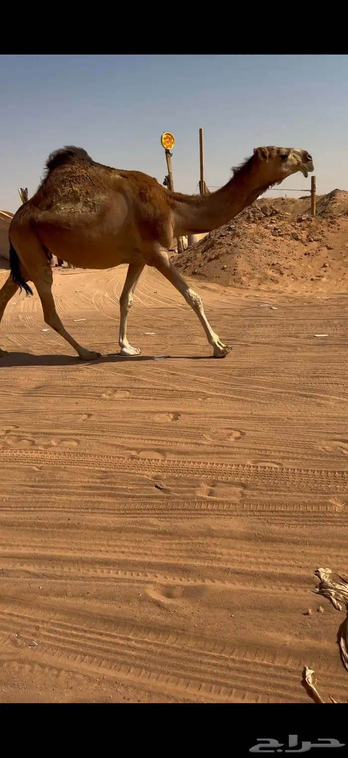 لقحه حمرا كفو 2