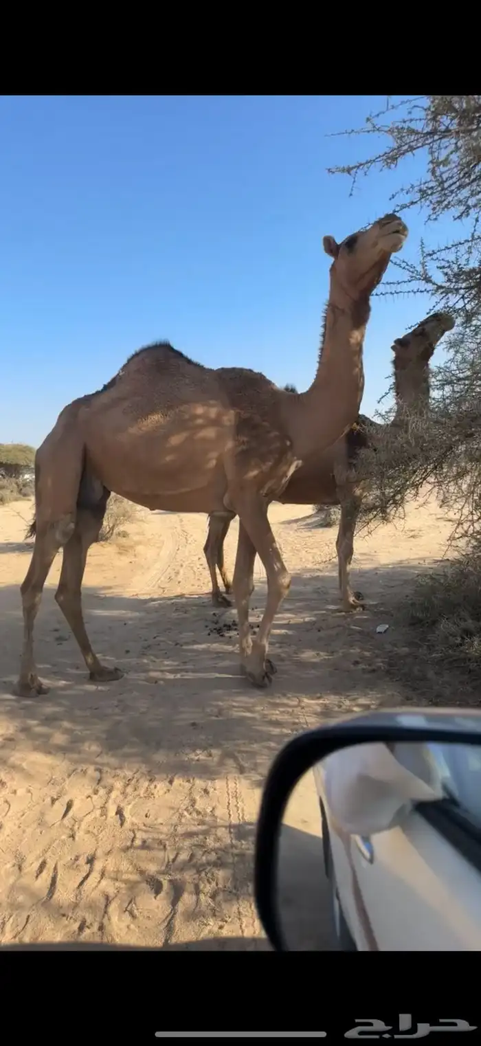 للبيع ضروبه حمراء 3