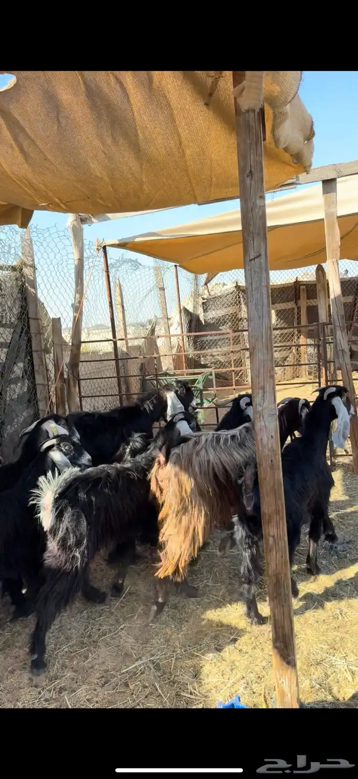 معزى عوارض مقاني طيبه وصغار سن 2