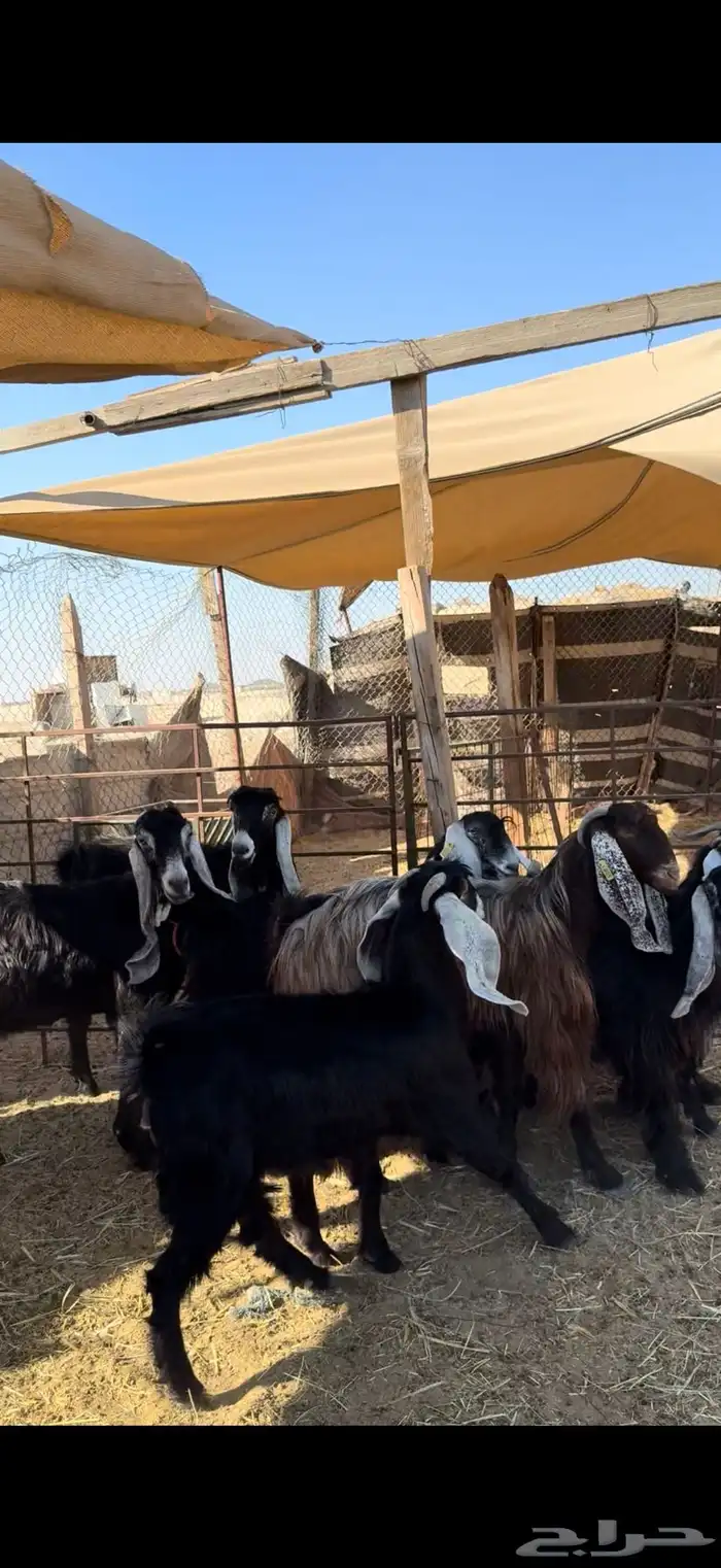 معزى عوارض مقاني طيبه وصغار سن 0