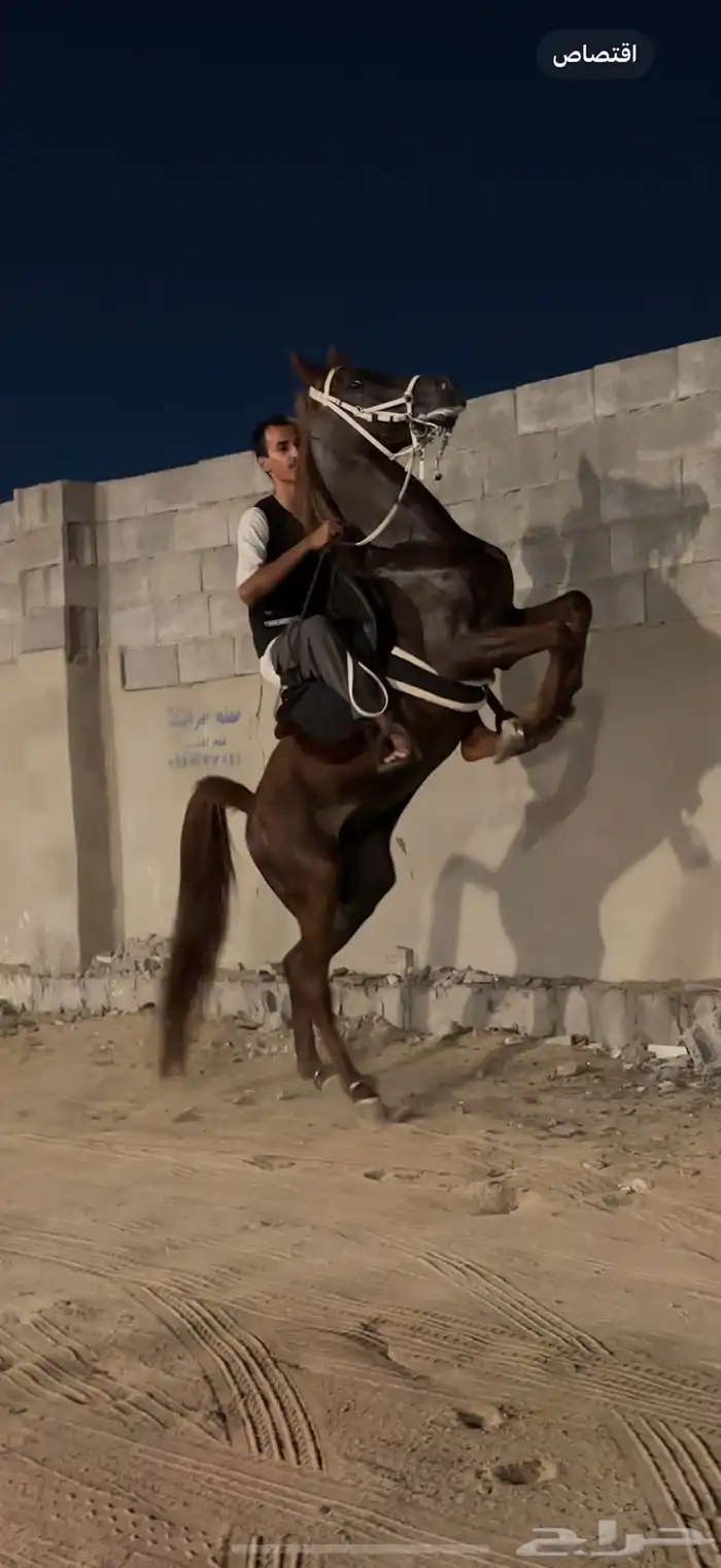 حصان واهو دم قوي 4