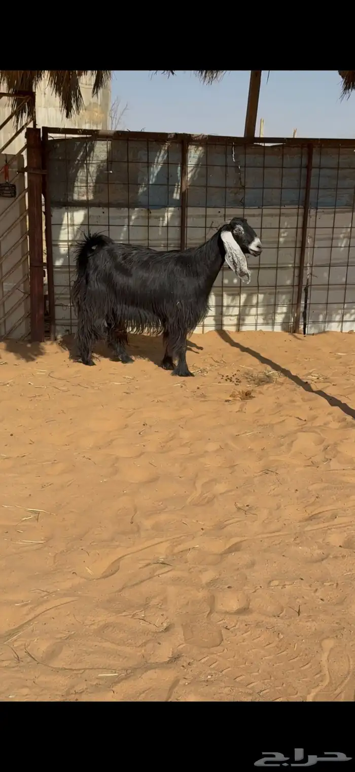 عوارض صنف على السونار 6