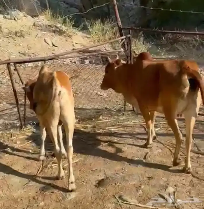 بقره منتوجه 0