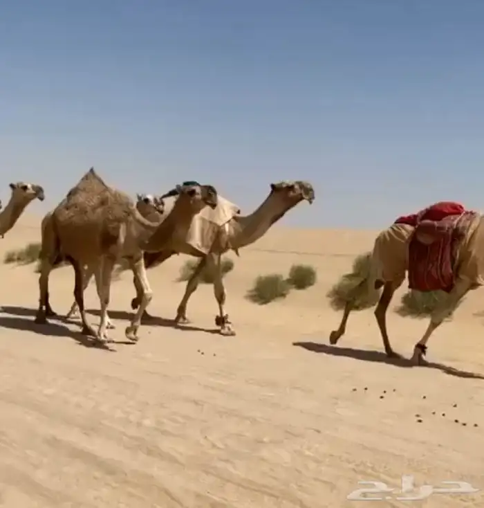 ذود ابل شقح ككفو وطيبه للبيع 2