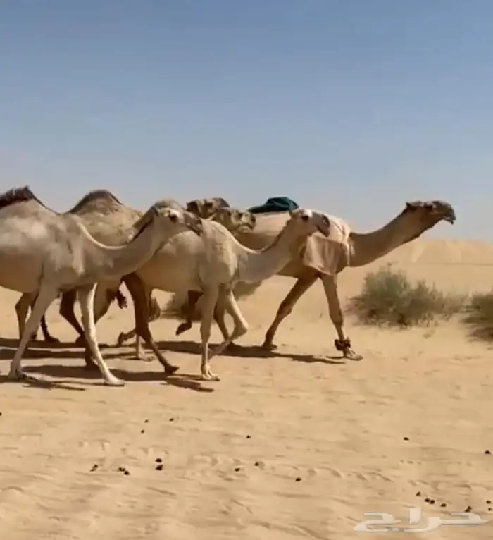 ذود ابل شقح ككفو وطيبه للبيع 13