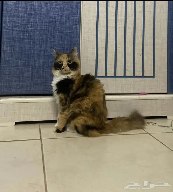 قطه انثى للبيع 5