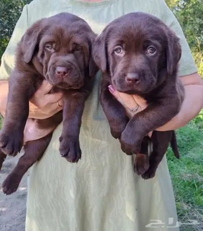 جراء لابرادور فاخرين و ممتازين ايضا index