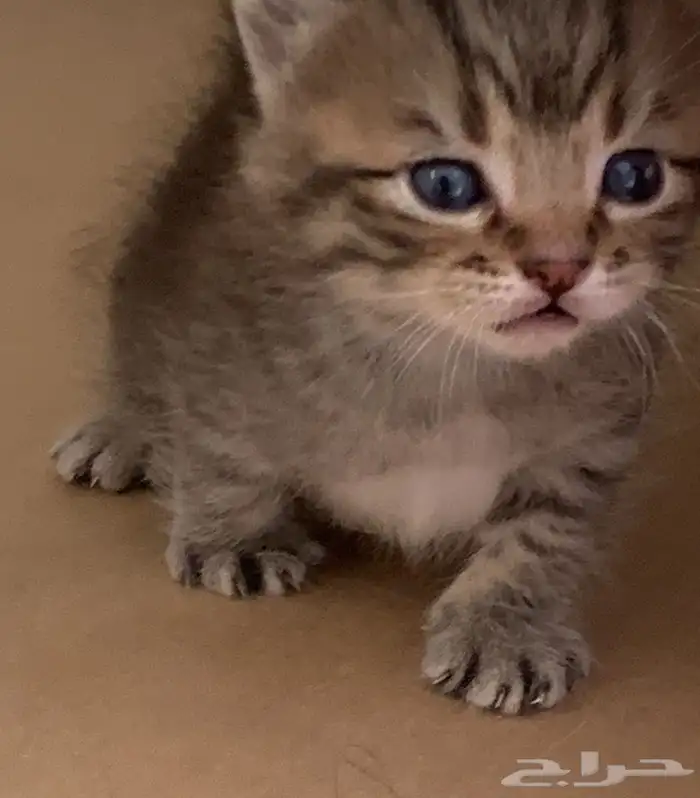 قطط صغيره للبيع 0