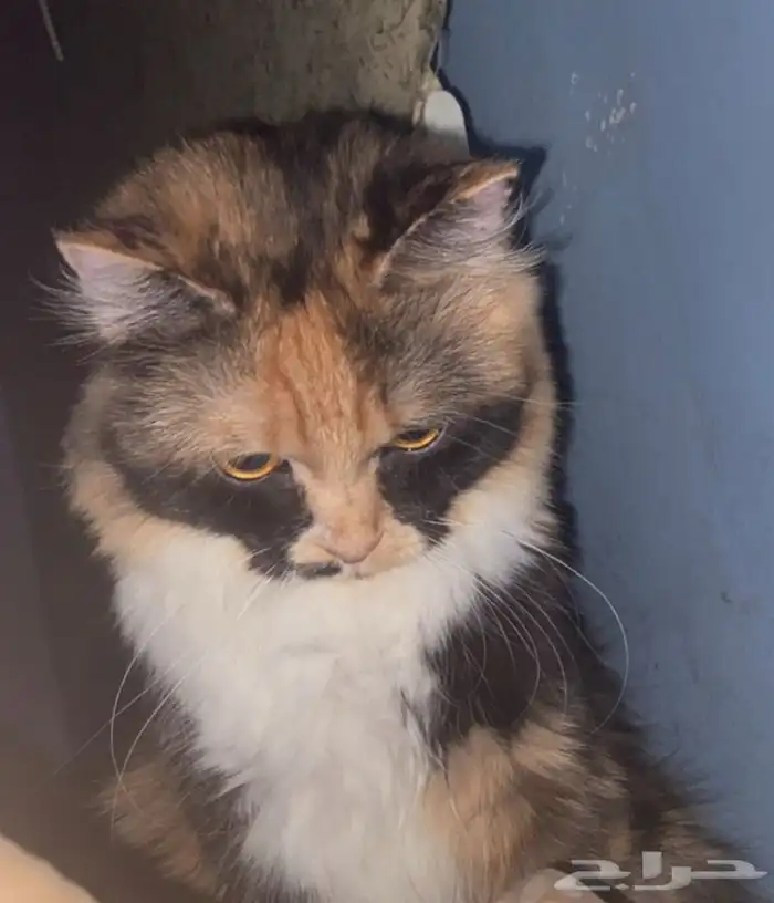 قطه انثى للبيع 2