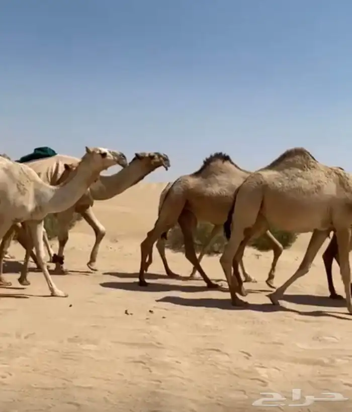 ذود ابل شقح ككفو وطيبه للبيع 8