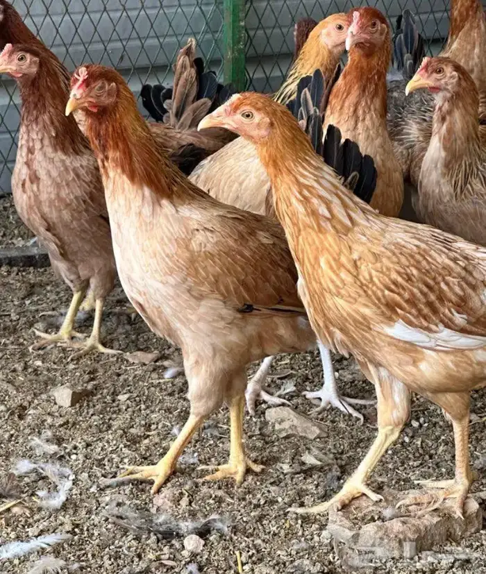 دجاج بلدي بدون ديوك. العدد 550. دجاج 5 شهور 0