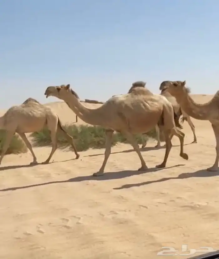 ذود ابل شقح ككفو وطيبه للبيع 5