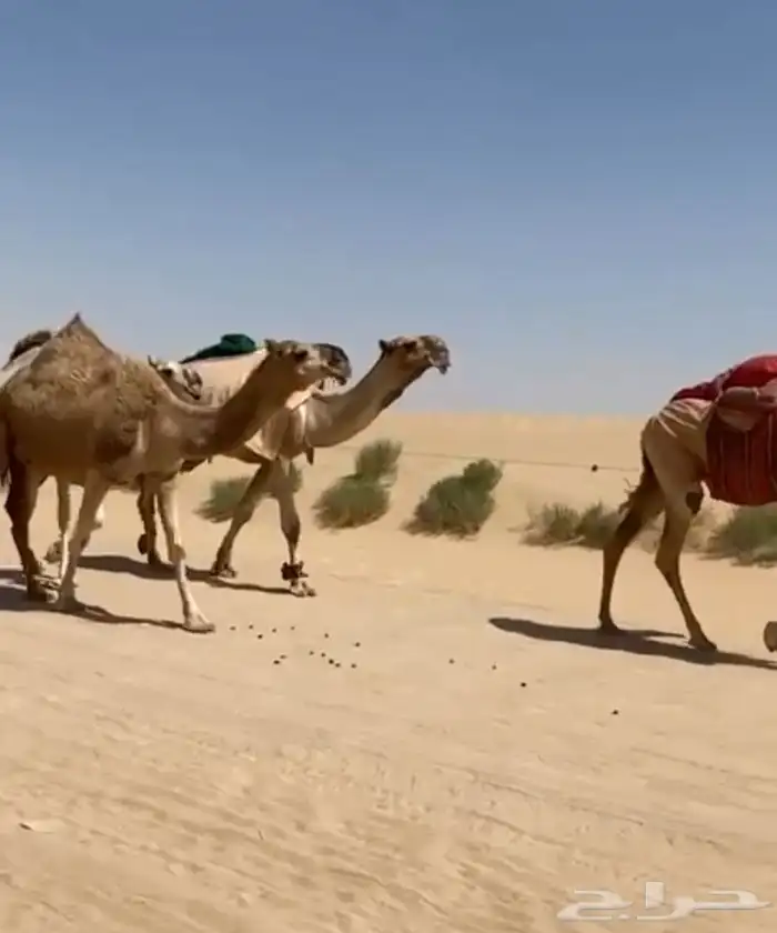 ذود ابل شقح ككفو وطيبه للبيع 14