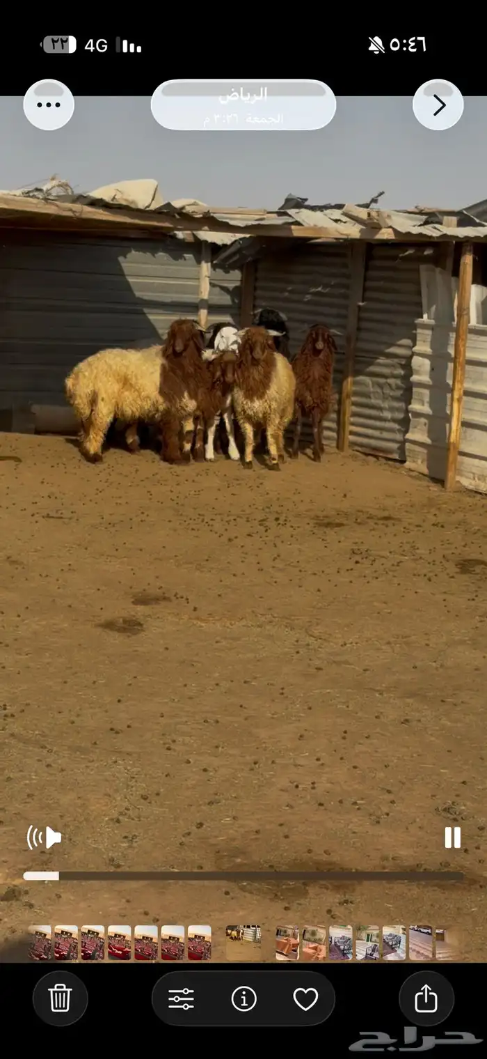 جذعان نعيم للبيع 1