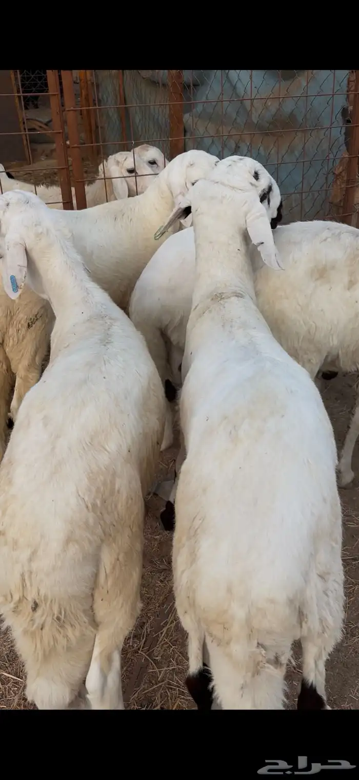 طليان سواكن بيض دمازين ذبايح هرافي نضيفه 2