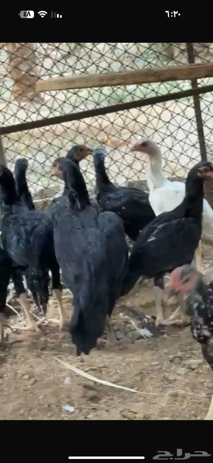 دجاج باكستاني سندي 1