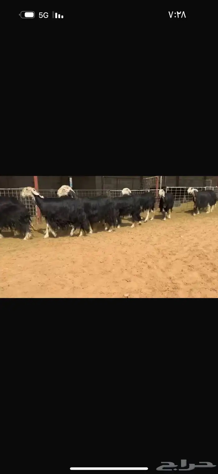 عرض بيع ثنوات وربعيات فاخره مضاريع سونار 2