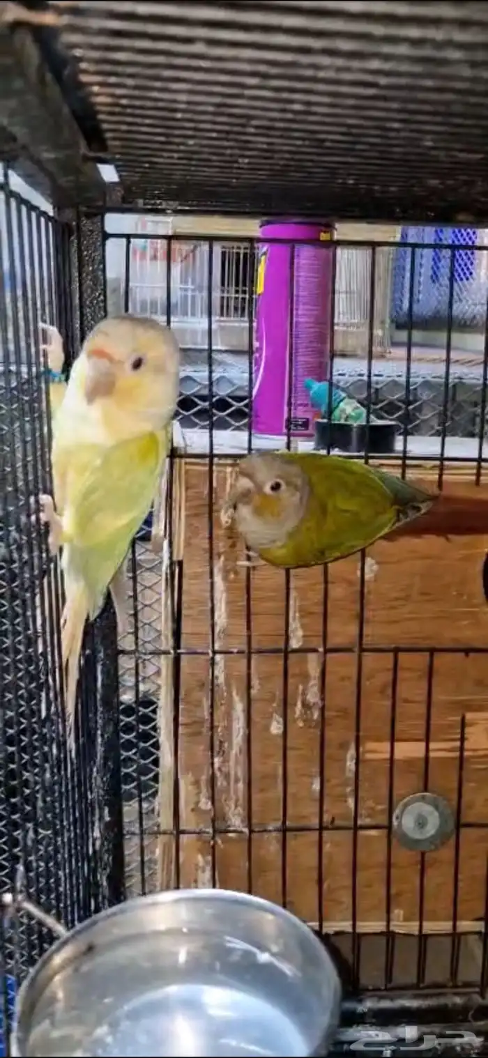 البيع جوزين وفرده كنيور 3