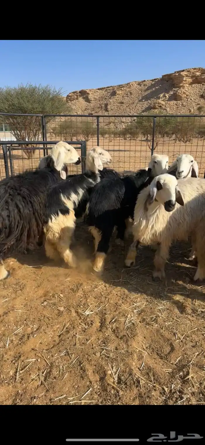 غنم نجد معها شوي حريات 4
