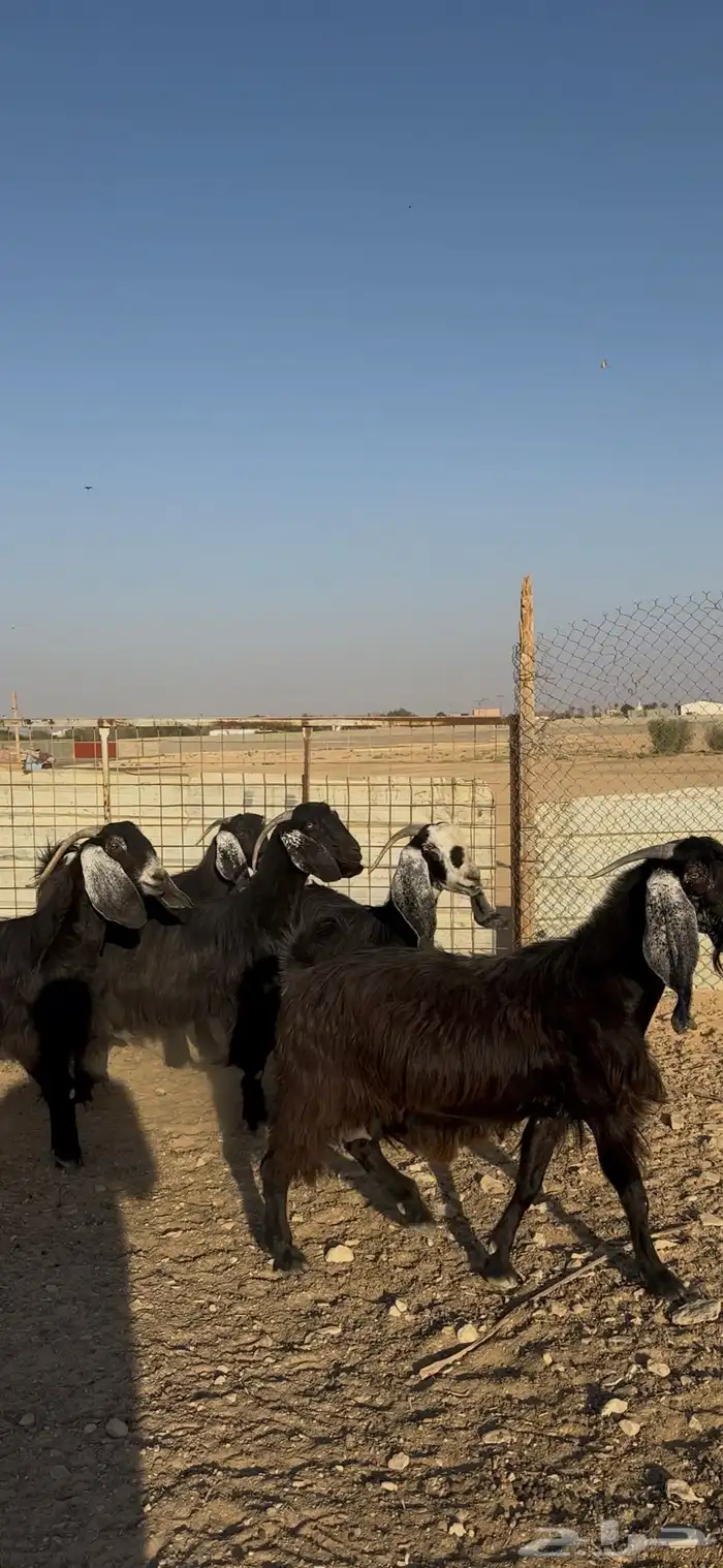 معزا دفيع شرط الخرج 1